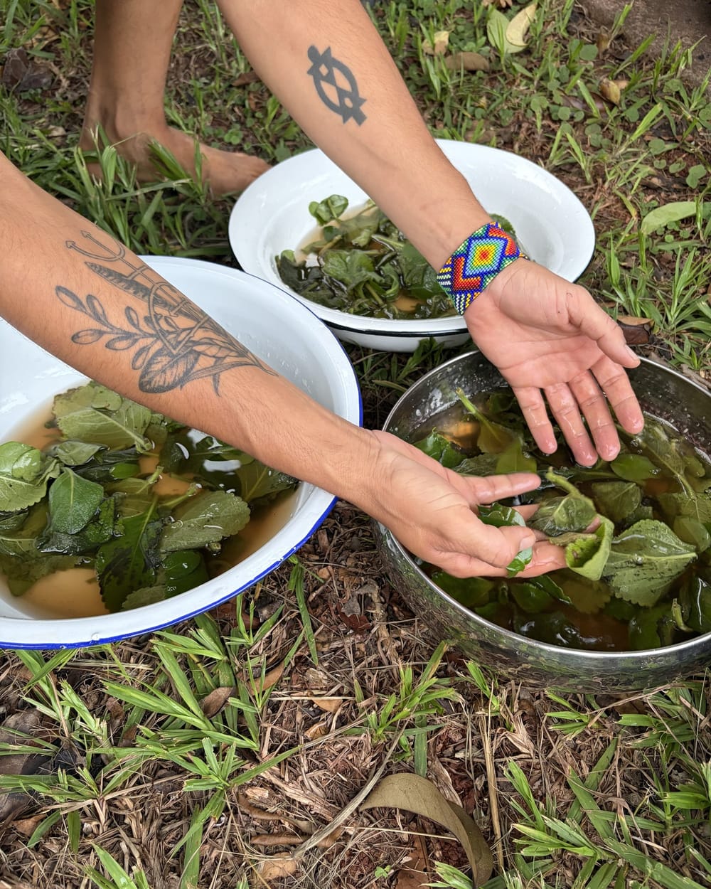 Mãos preparando um banho de ervas em bacias com folhas